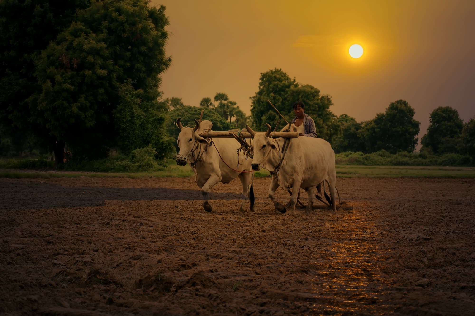 Bangladesh livestock farming at sunset